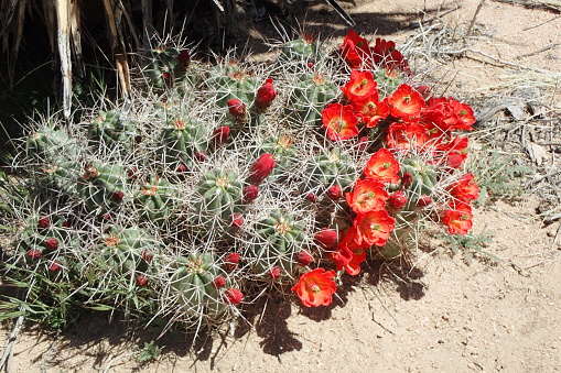 Mojave Kingcup Cactus in bloom along the Barker Dam Nature Trail in Joshua Tree National Park, CA
