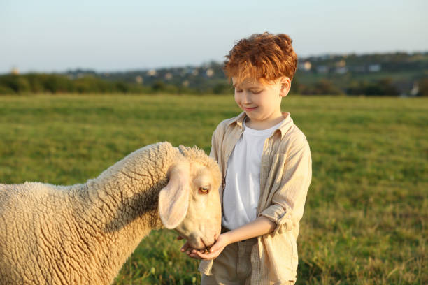 istock Boy feeding sheep on green pasture. Farm animal 1950703048