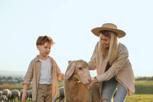 istock Mother and son feeding sheep on pasture. Farm animals 1950705662