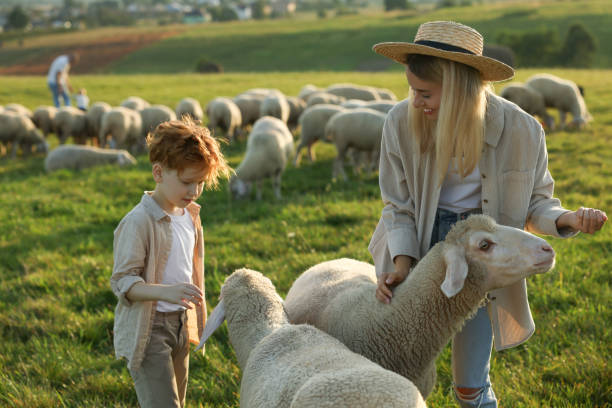 istock Mother and son feeding sheep on pasture. Farm animals 1950706188