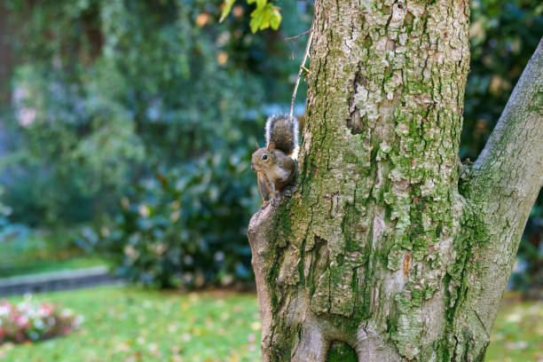 A wild squirrel in via Leon Battista Alberti at Milan, Lombardy, Italy