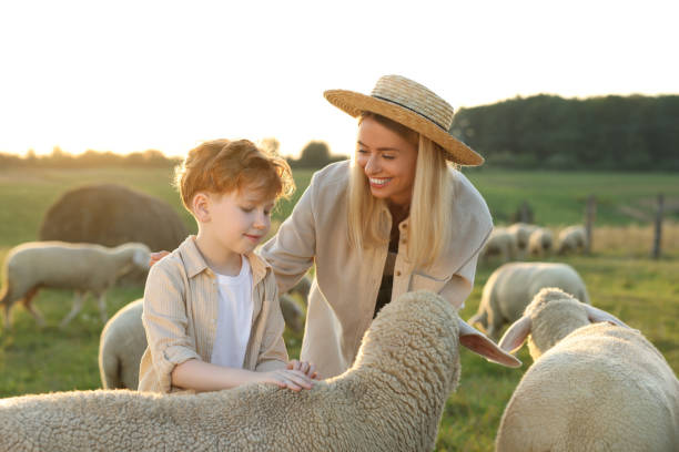 istock Mother and son stroking sheep on pasture. Farm animals 1950706735
