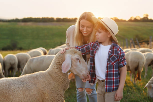 istock Mother and son feeding sheep on pasture. Farm animals 1950706737