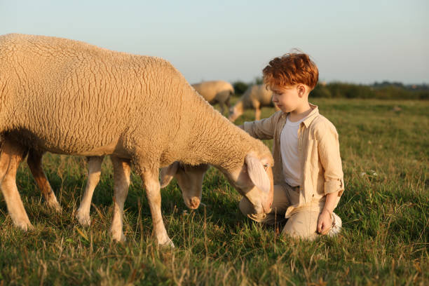 istock Boy with sheep on pasture. Farm animals 1950707792