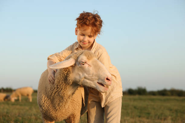 istock Boy stroking sheep on pasture. Farm animal 1950707794