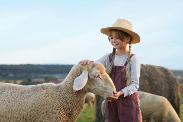 girl feeding sheep on pasture. farm animals - rural scene non urban scene domestic animals sheep стоковые фото и изображения