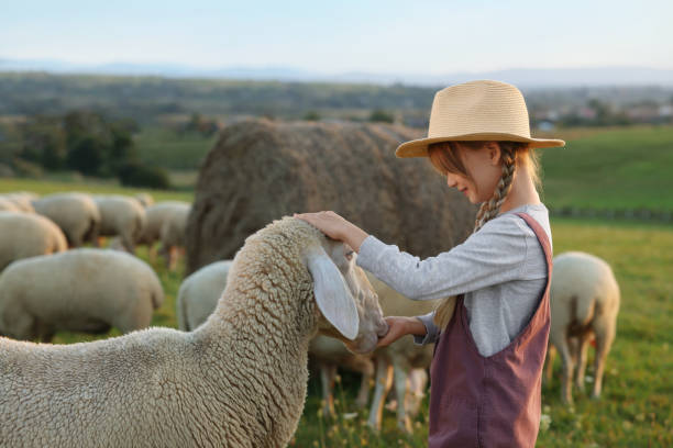 istock Girl feeding sheep on pasture. Farm animals 1950708294