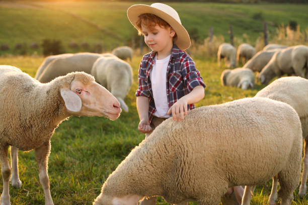 istock Boy with sheep on green pasture. Farm animals 1950708312