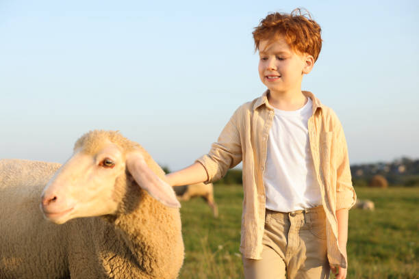 istock Boy stroking sheep on pasture. Farm animal 1950708332