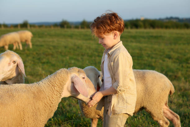 istock Boy feeding sheep on green pasture. Farm animals 1950708334