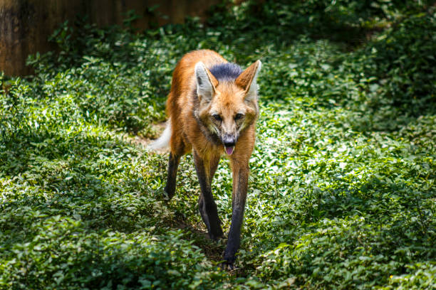 loup à crinière (chysocyon brachyurus) marchant vers la caméra - loup à crinière photos et images de collection