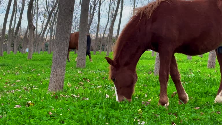 domestic horse grazing in the summer, grazing a horse in a clearing with green grass near the forest 4k stock video