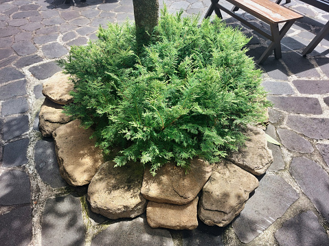 slow growing evergreen conifer has unusual bold antler-like foliage. Other common names include Deerhorn Cedar and False Arborvitae