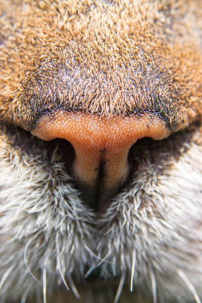 istock a very good 'old' cat nose 1950740422