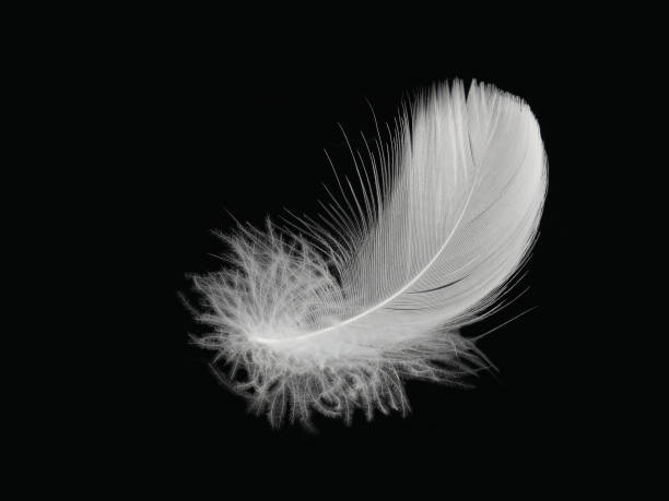 istock A white bird feather in close-up, highlighted on black background. A detailed delicate fluffy feather. The angel symbol 1950755553