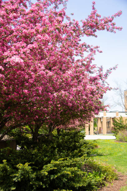 istock Blooming apples trees in a park 1950760260