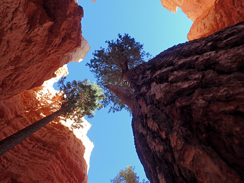 Vertical perspective photo from the base of a pine tree looking straight up inside Bryce Canyon National Park
