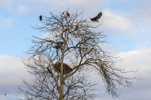 A bald eagle landing in a tree to join several other eagles perched above an eagles nest in search of food. Delta, British Columbia, Canada.