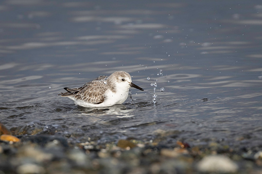 A Dunlin (sandpiper) playing in the water along the shoreline of Boundary Bay, Delta, British Columbia, Canada.