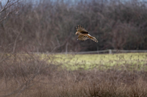 Northern Harrier (Circus cyaneus) flying over a marsh serching for a prey. Delta, B.C., Canada
