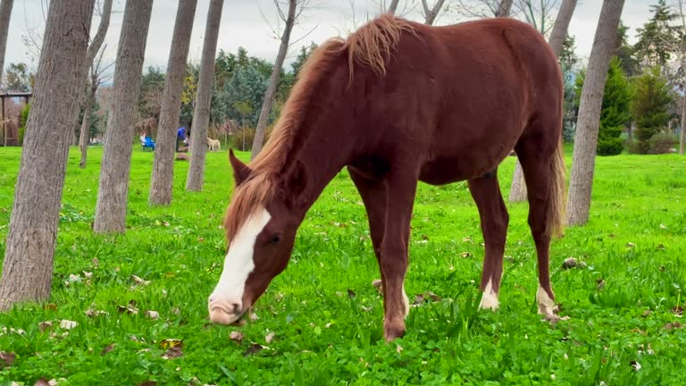 domestic horse grazing in the summer, grazing a horse in a clearing with green grass near the forest 4k stock video