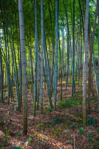 Peaceful and lush bamboo forest in the garden in Hakone Japan