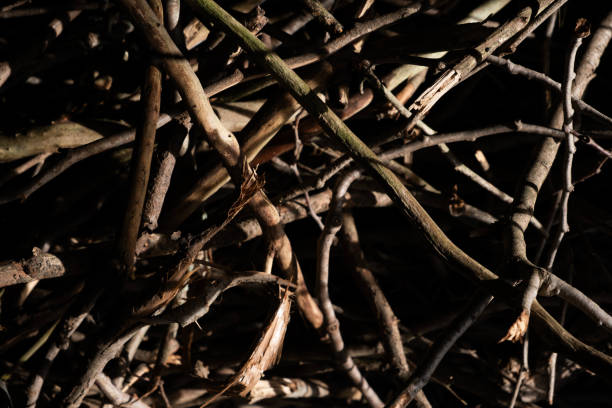 Wood and sticks and branches in different directions in colour. Background.