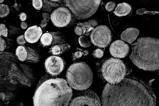 Ends of cedar logs in a wood pile. Black and white.