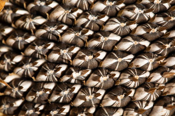 istock Sunflower seeds macro in colour 1950790896