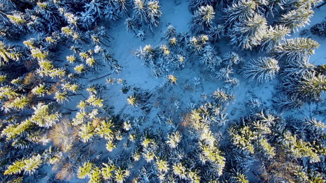 Aerial view: Forest in winter