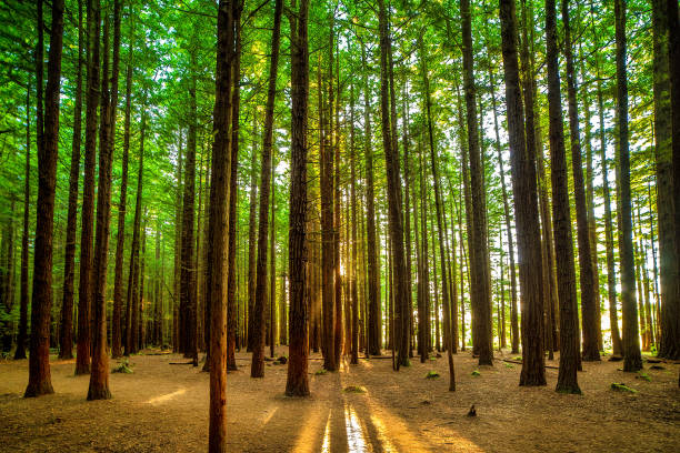 Atmospheric magic in the Redwoods forest in Rotorua