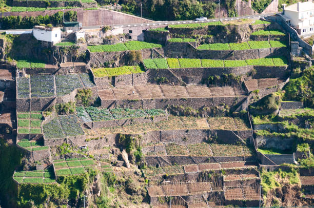 This image showcases rugged mountains, quaint villages, and meticulously carved terraces. The lush greens and earthy browns of the hills contrast with the vibrant patches of cultivated land, illustrating a harmonious blend of nature and human touch. The interplay of light adds drama, highlighting Madeira's tranquil yet dynamic beauty.
