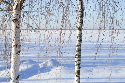 winter nature landscape with snow field and birch trees in sunny and frosty day