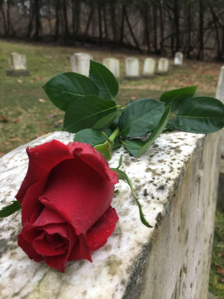 A single fresh red rose laid on top of a headstone in a graveyard / cemetery