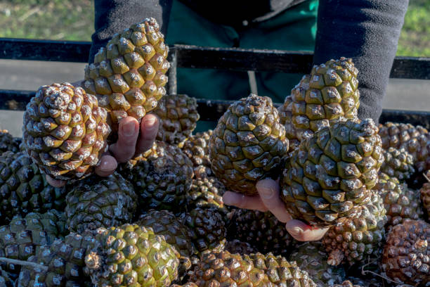 A worker holds freshly harvested cone pineapples in his hand - Spain