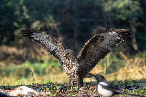 eurasian buzzard and magpie on the ground who have found an animal carcass