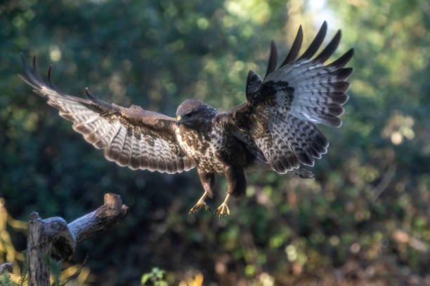 istock Eurasian buzzard flying to its perch 1950864403