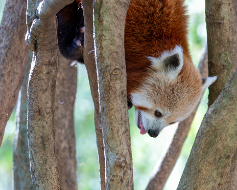 The red panda named for its reddish brown fur is an endangered mammal native to the eastern Himalayas and southwestern China.