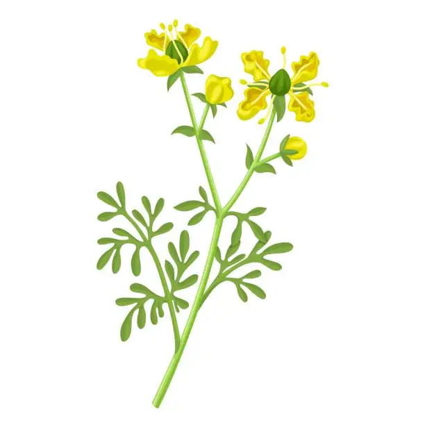 Vector illustration of Ruta graveolens