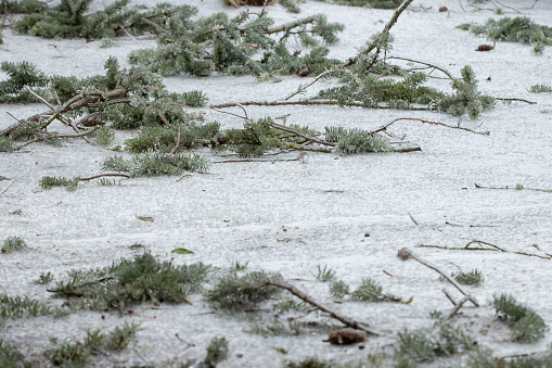Closeup of fallen fir tree limbs and needles on frozen road surface after severe winter snow storm, high winds, and freezing rain.
