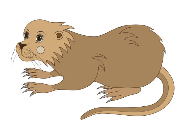 Cute nutria rat. Cute nutria rat. Cartoon vector illustration. nutria rodent animal alphabet stock illustrations