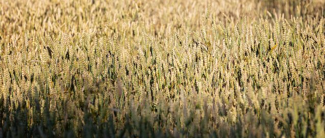 Golden wheat during early in the morning.