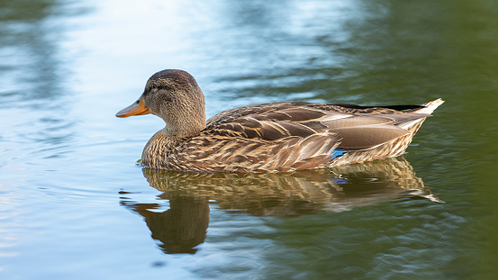 Female duck swimming on a lake on a warm summer morning.