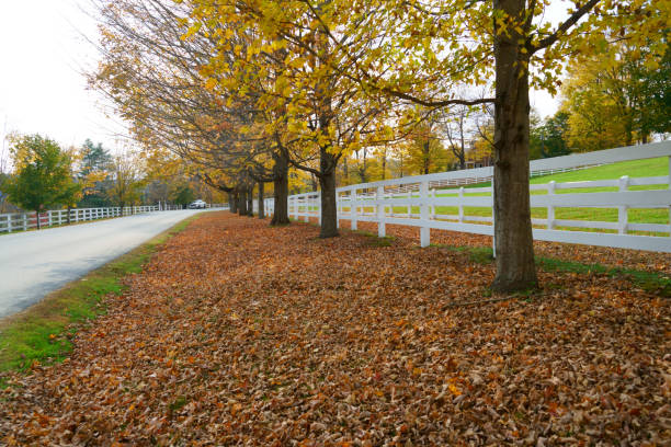 Hardwood forest in autumn