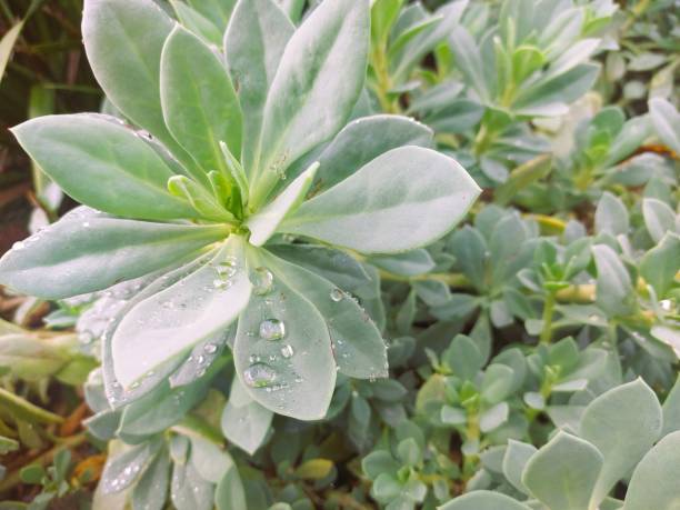 The New Year rains gather on the leaves of this succulent plant like sparkling gems.