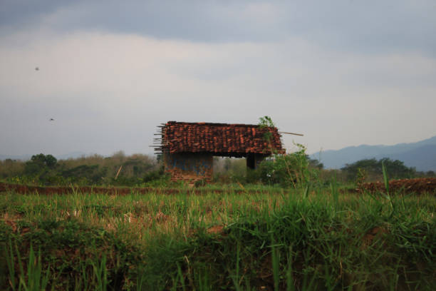istock hut in the middle of rice paddy field 1950981428