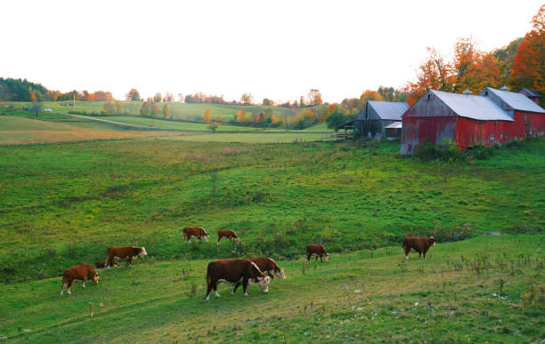 landscape of farmland and group of cattle - vermont farm dairy farm agricultural building foto e immagini stock