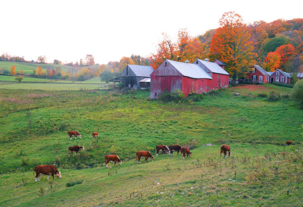 landscape of farmland and group of cattle - vermont farm dairy farm agricultural building foto e immagini stock