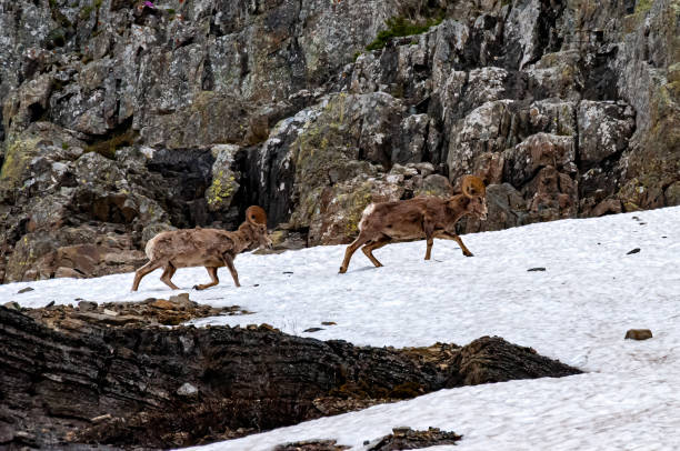 istock Bighorn Sheep in Glacier National Park 1950988075