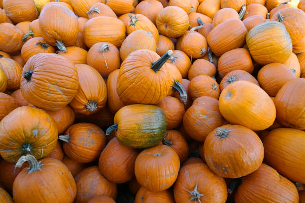pumpkin harvest in autumn season